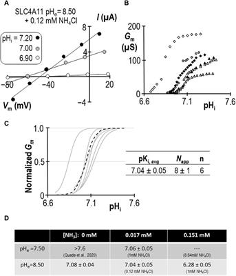 NH3/NH4+ allosterically activates SLC4A11 by causing an acidic shift in the intracellular pK that governs H+(OH−) conductance